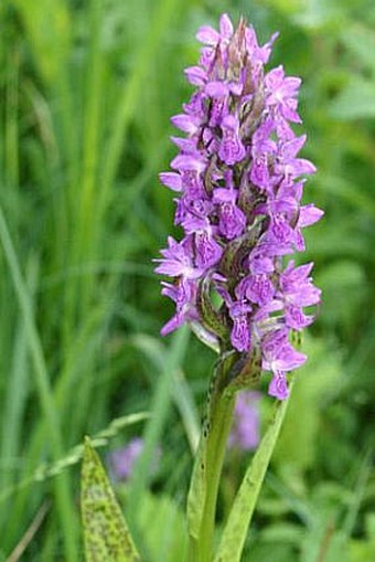 Dactylorhiza incarnata subsp. haematodes