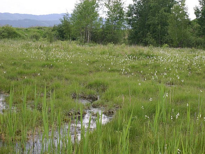 Dactylorhiza incarnata subsp. haematodes