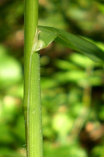 Dactylis polygama