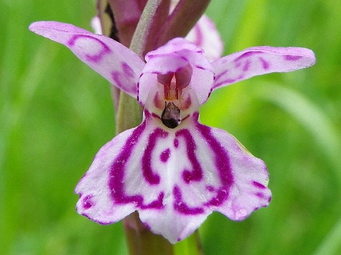 Dactylorhiza braunii nothosubsp. lilacina