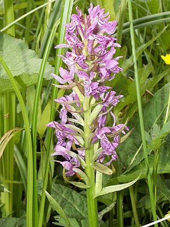 Dactylorhiza