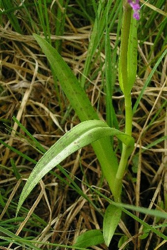 Dactylorhiza × aschersoniana