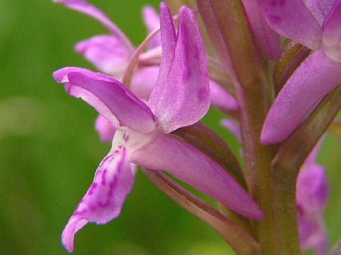 Dactylorhiza × aschersoniana