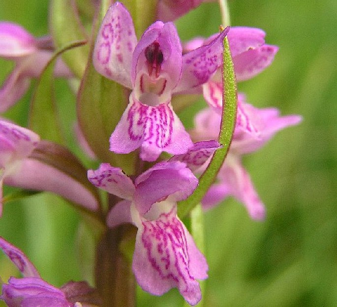 Dactylorhiza × aschersoniana