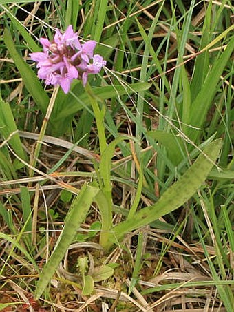 Dactylorhiza bohemica