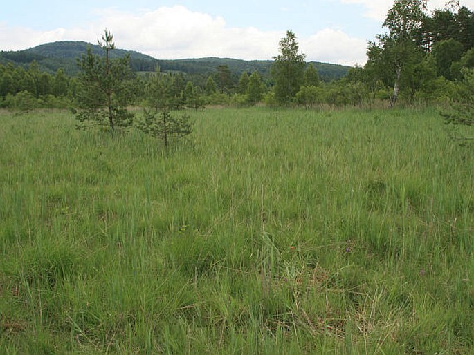 Dactylorhiza bohemica