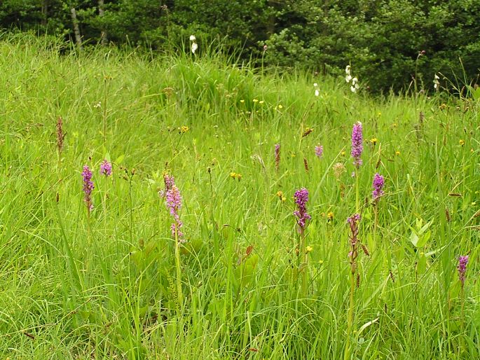 Dactylorhiza traunsteineri subsp. carpatica