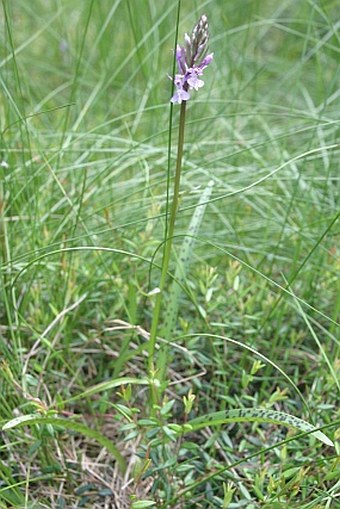 Dactylorhiza ericetorum