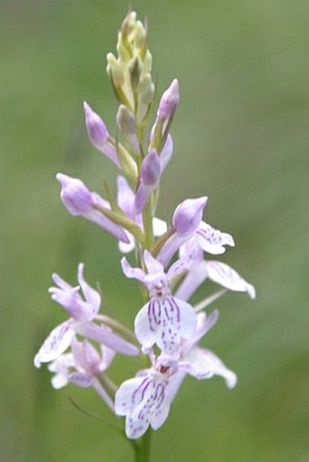 Dactylorhiza ericetorum