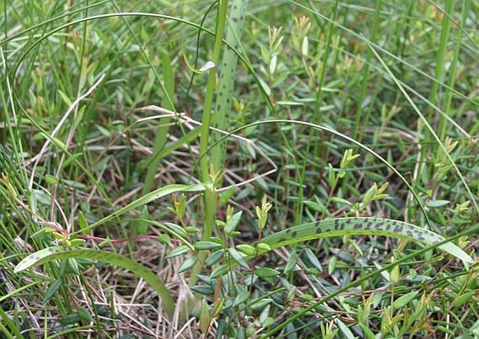 Dactylorhiza ericetorum