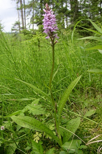 Dactylorhiza fuchsii