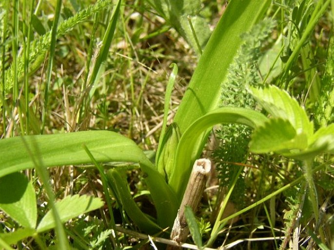 Dactylorhiza incarnata