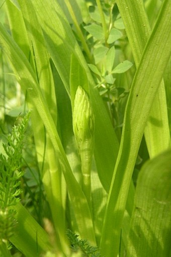 Dactylorhiza incarnata