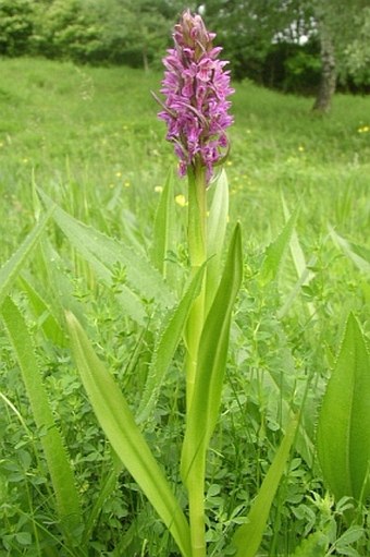 Dactylorhiza incarnata