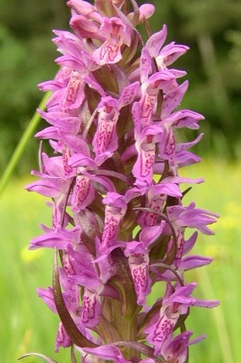 Dactylorhiza incarnata