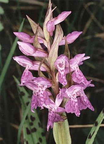 Dactylorhiza majalis