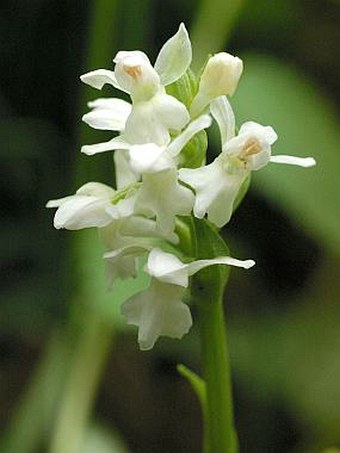 Dactylorhiza majalis majalis