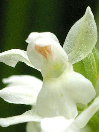 Dactylorhiza majalis majalis