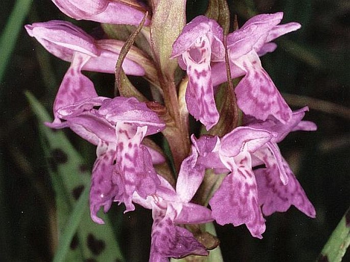 Dactylorhiza majalis majalis