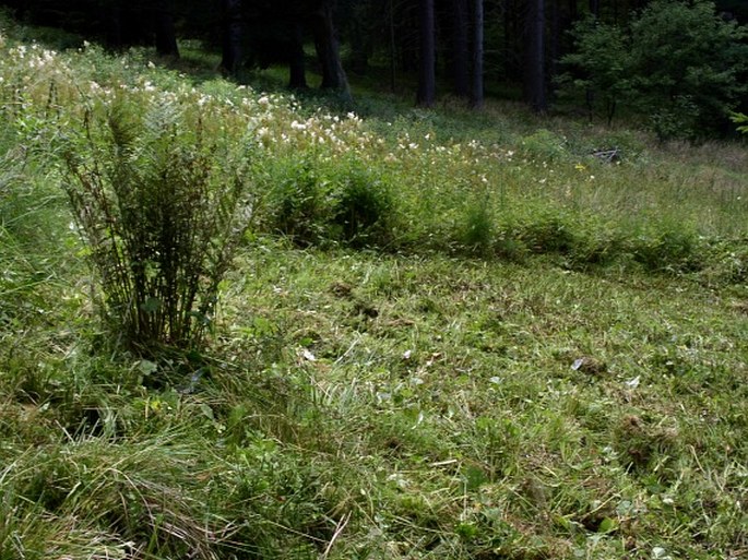 Dactylorhiza majalis - sečený biotop