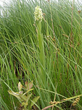 Dactylorhiza ochroleuca