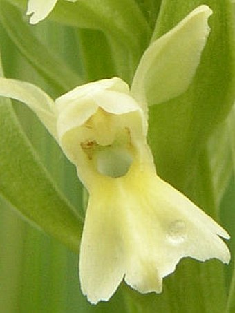 Dactylorhiza ochroleuca