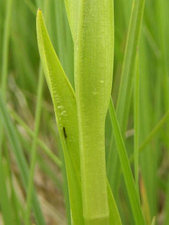 Dactylorhiza ochroleuca