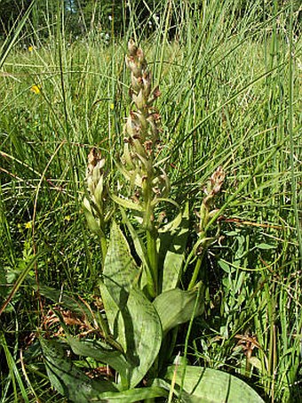 Dactylorhiza