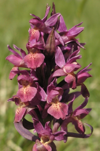 Dactylorhiza sambucina