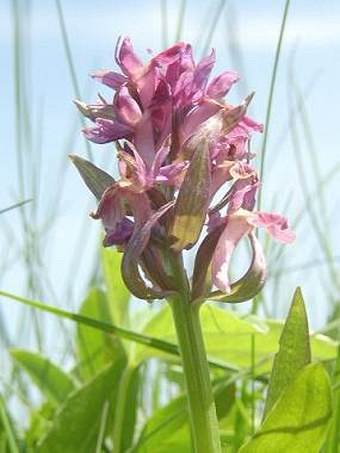 Dactylorhiza sambucina