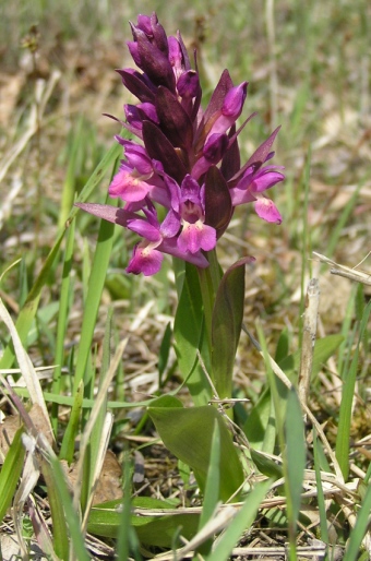 Dactylorhiza sambucina