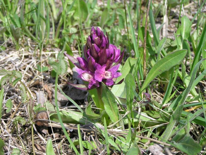 Dactylorhiza sambucina