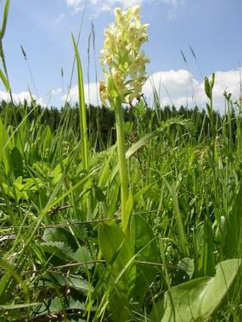 Dactylorhiza