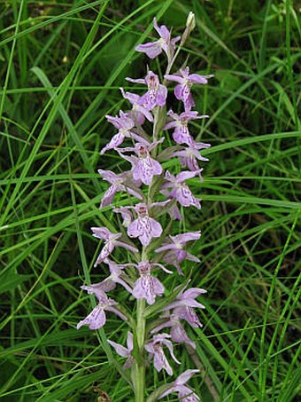 Dactylorhiza ×silvae-gabretae