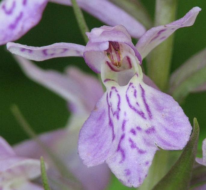 Dactylorhiza ×silvae-gabretae