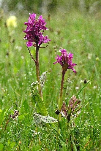 Dactylorhiza × ruppertii