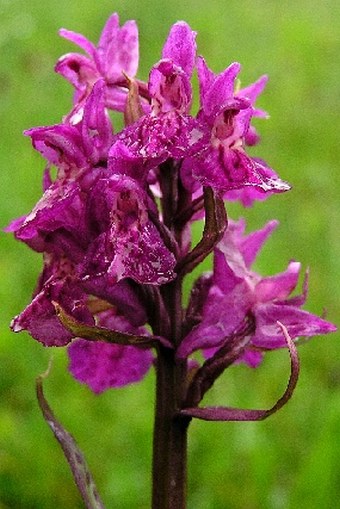 Dactylorhiza × ruppertii