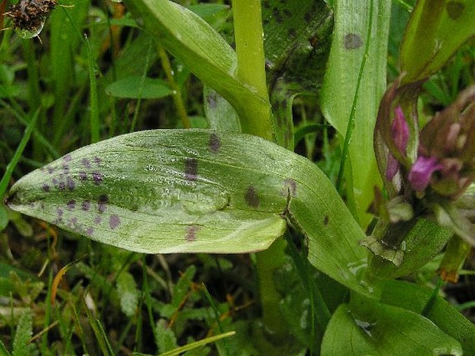 Dactylorhiza × ruppertii