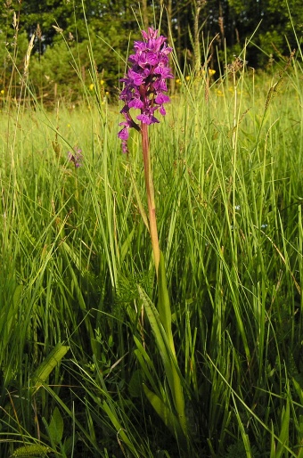 Dactylorhiza traunsteineri