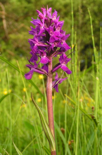 Dactylorhiza traunsteineri