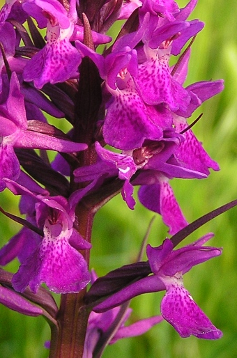 Dactylorhiza traunsteineri