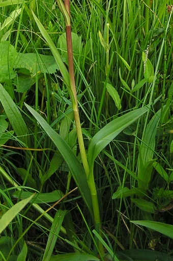 Dactylorhiza traunsteineri