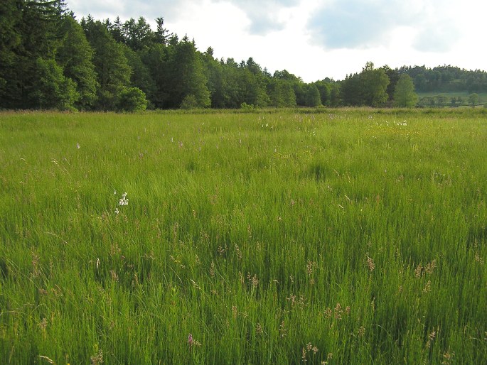 Dactylorhiza traunsteineri