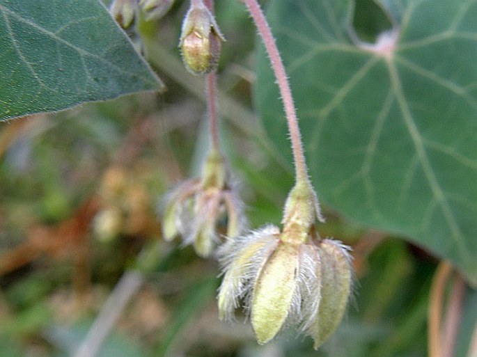 Daemia tomentosa