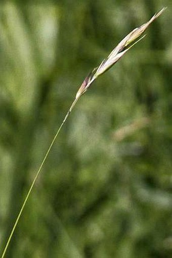 Danthonia alpina