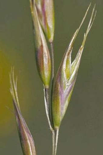 Danthonia alpina