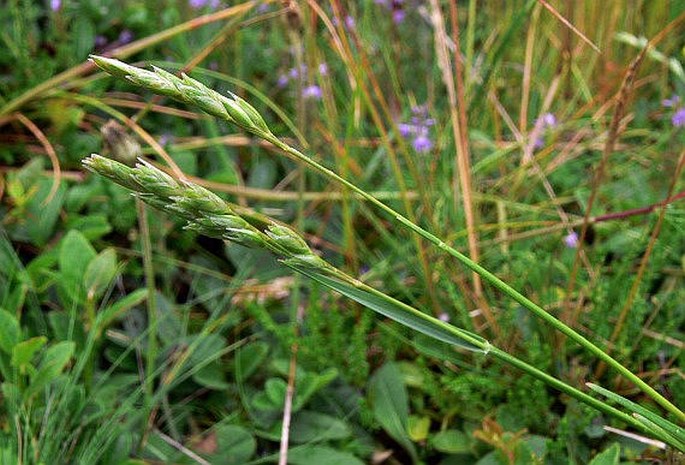 DANTHONIA DECUMBENS (L.) DC. - trojzubec poléhavý / plevnatec položený