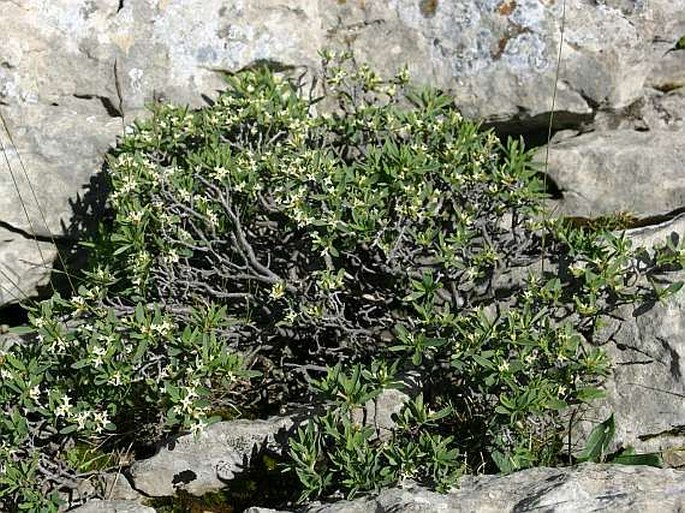 Daphne alpina