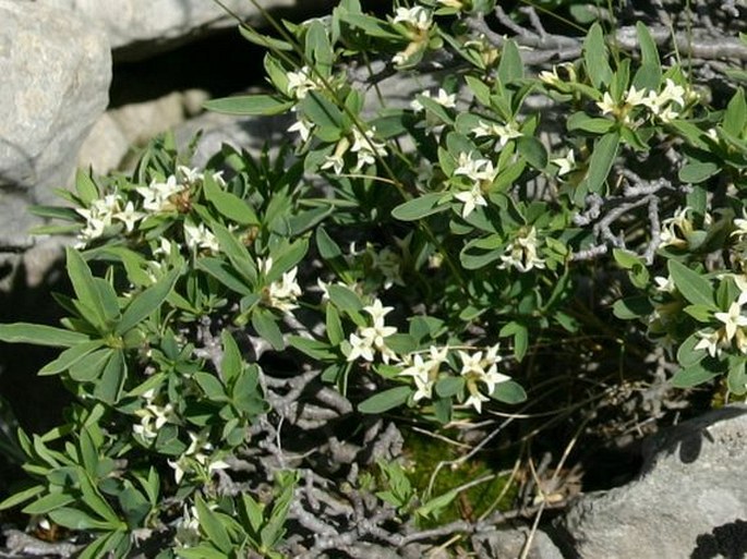 Daphne alpina