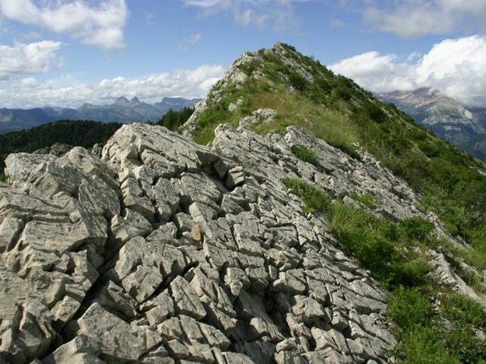 Daphne alpina